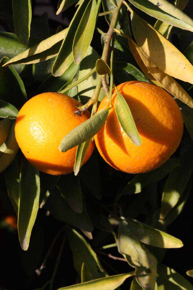              Fruit (Riverside, CA)       